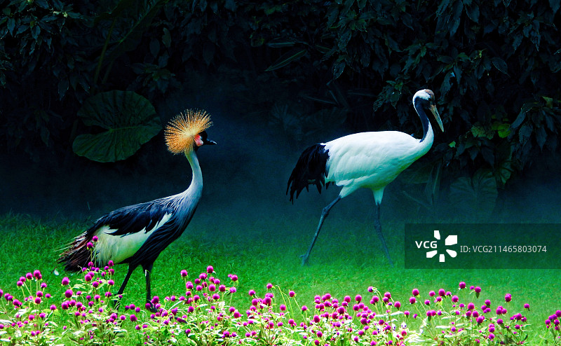 飞鸟乐园图片素材