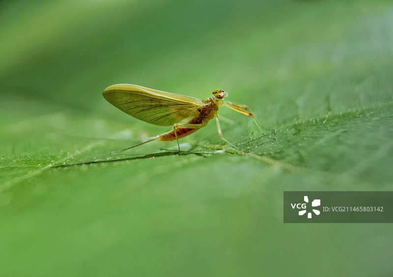 叶子上的蜉蝣图片素材