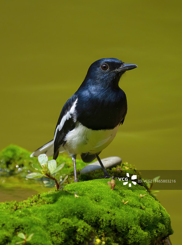 池塘边的鹊鸲图片素材