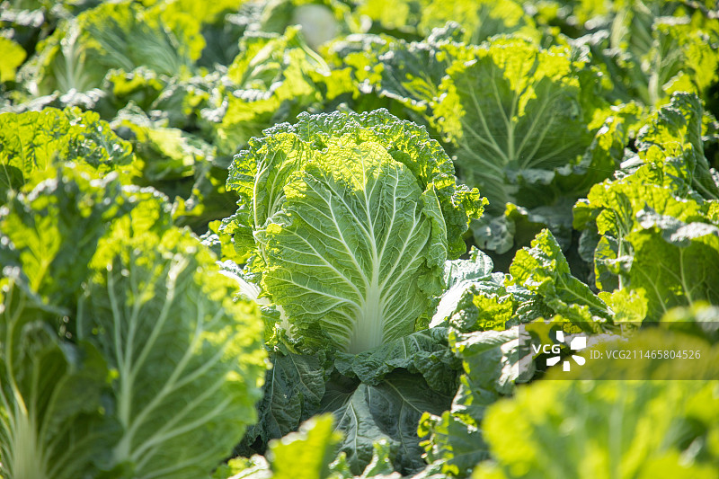 胶州大白菜菜地特写，胶州大白菜是山东省青岛市胶州市特产，全国农产品地理标志图片素材