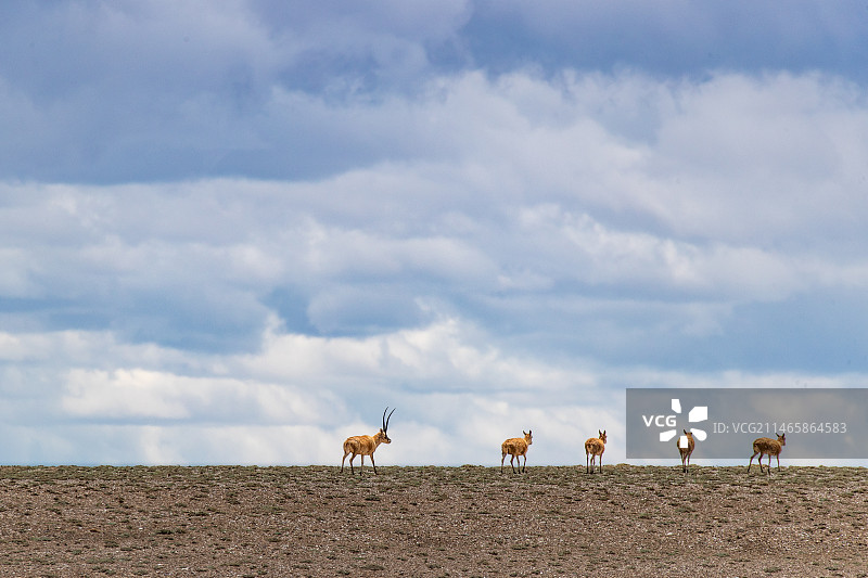 天边的藏羚羊图片素材