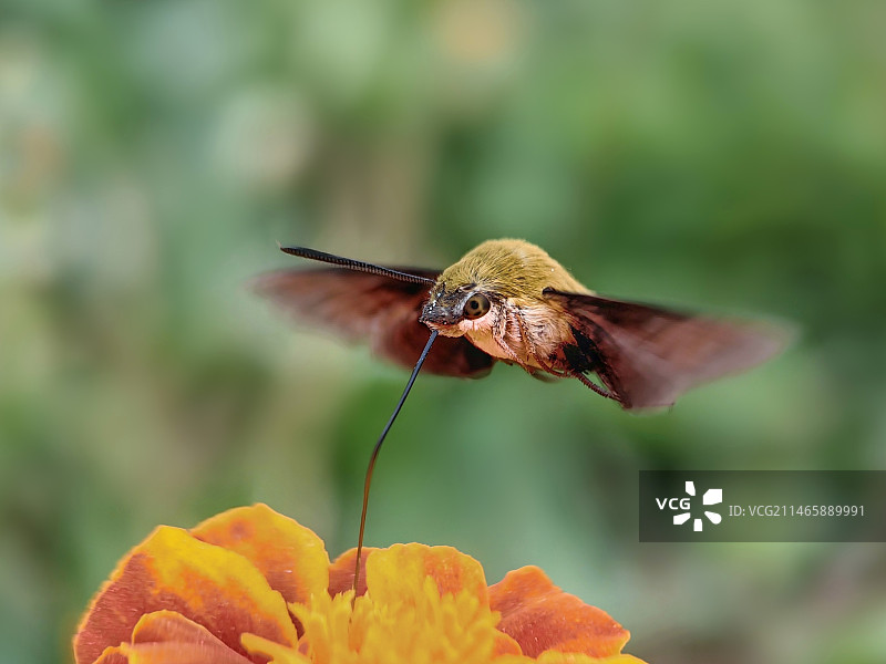 花上蜂鸟鹰蛾正面镜头图片素材