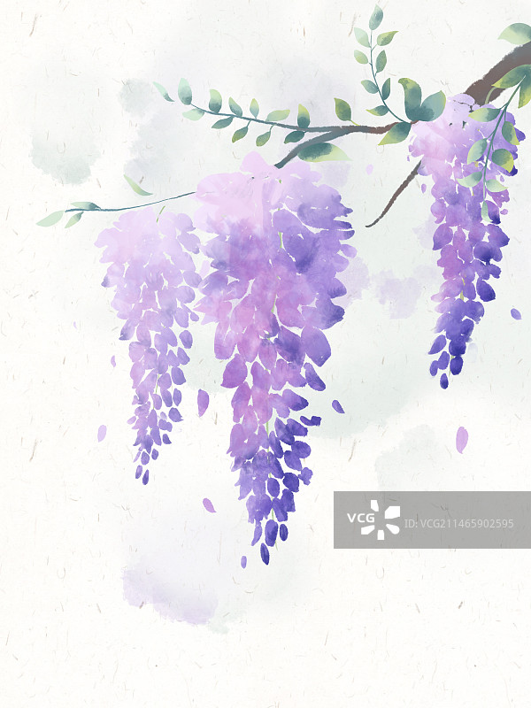 古风水彩植物花卉紫藤图片素材