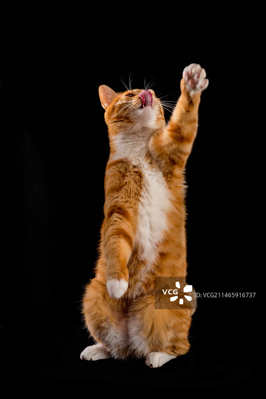 田园猫 橘猫白猫 神态图图片素材