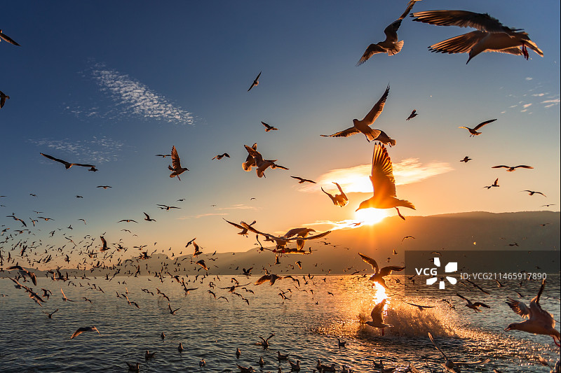 夕阳下的海鸥图片素材