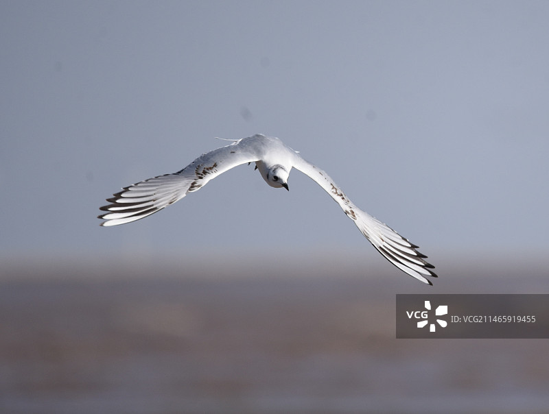 黑嘴鸥图片素材