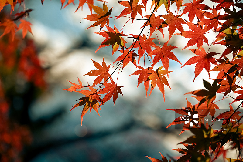 日本新仓山浅间公园的枫叶图片素材