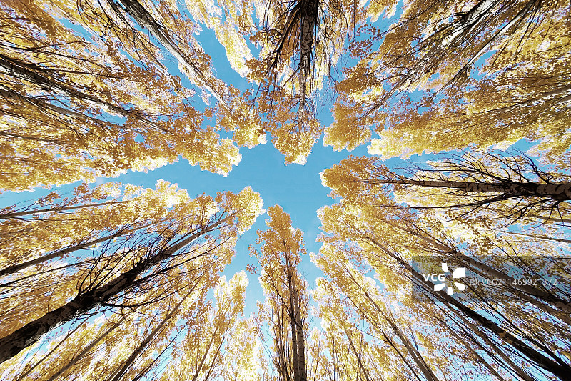 秋天金色的树冠图片素材