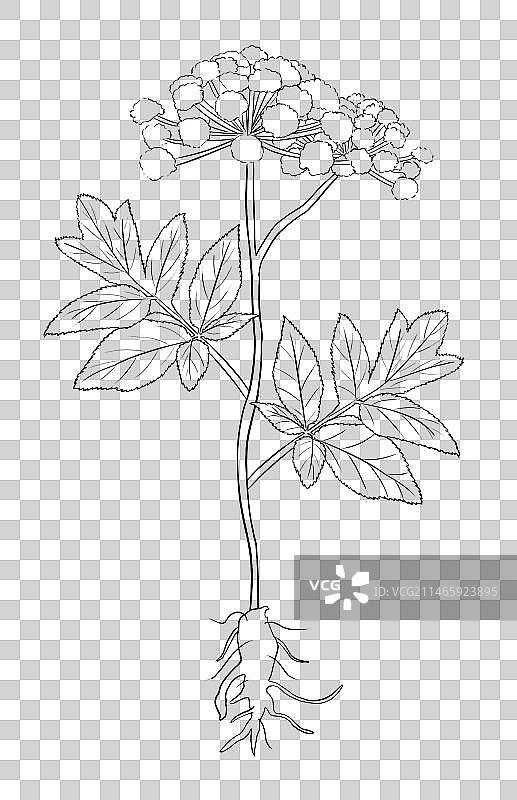 中草药线稿白描白芷免扣元素插画图片素材