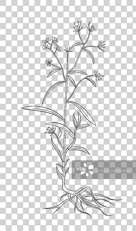 中草药线稿白描柴胡免扣元素插画图片素材