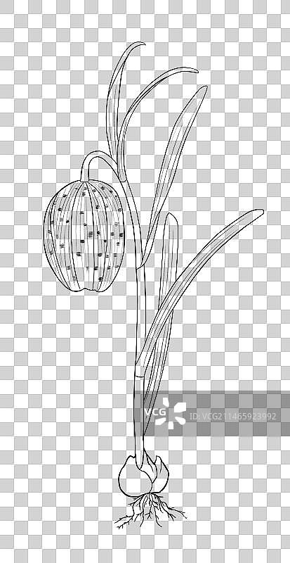 中草药线稿白描川贝母免扣元素插画图片素材