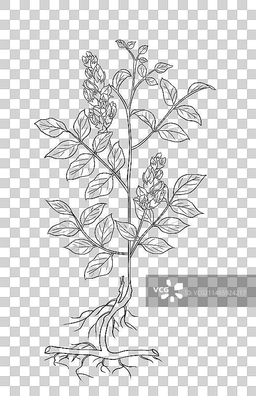 中草药线稿白描甘草免扣元素插画图片素材