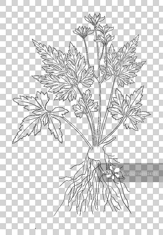 中草药线稿白描黄连免扣元素插画图片素材