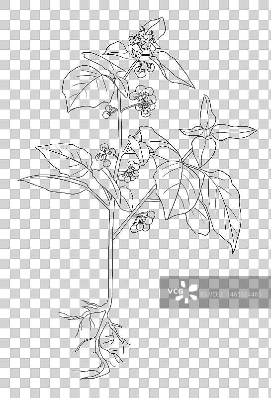 中草药线稿白描龙葵免扣元素插画图片素材