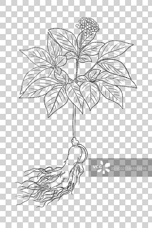 中草药线稿白描人参免扣元素插画图片素材