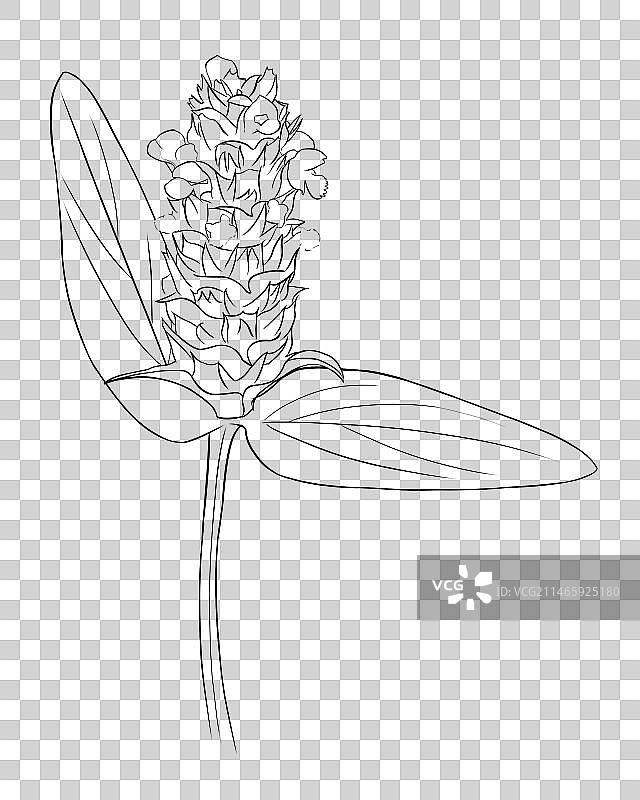中草药线稿白描夏枯草免扣元素插画图片素材