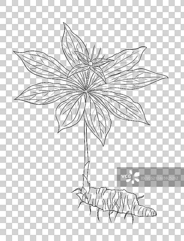 中草药线稿白描重楼免扣元素插画图片素材