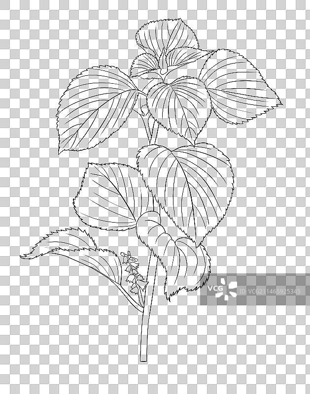 中草药线稿白描紫苏免扣元素插画图片素材