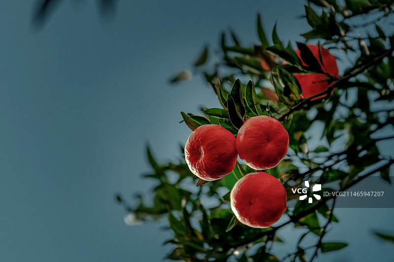 硕果累累图片素材