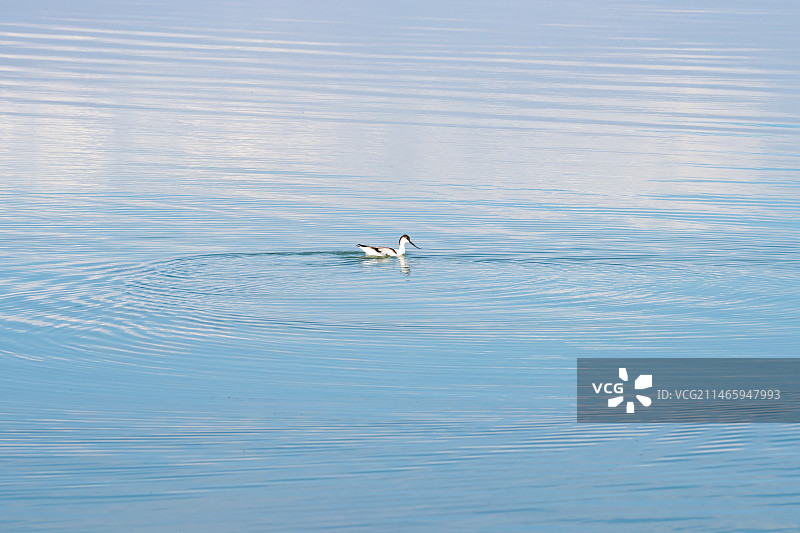 青海西台吉乃尔湖双色湖中游泳的反嘴鹬图片素材