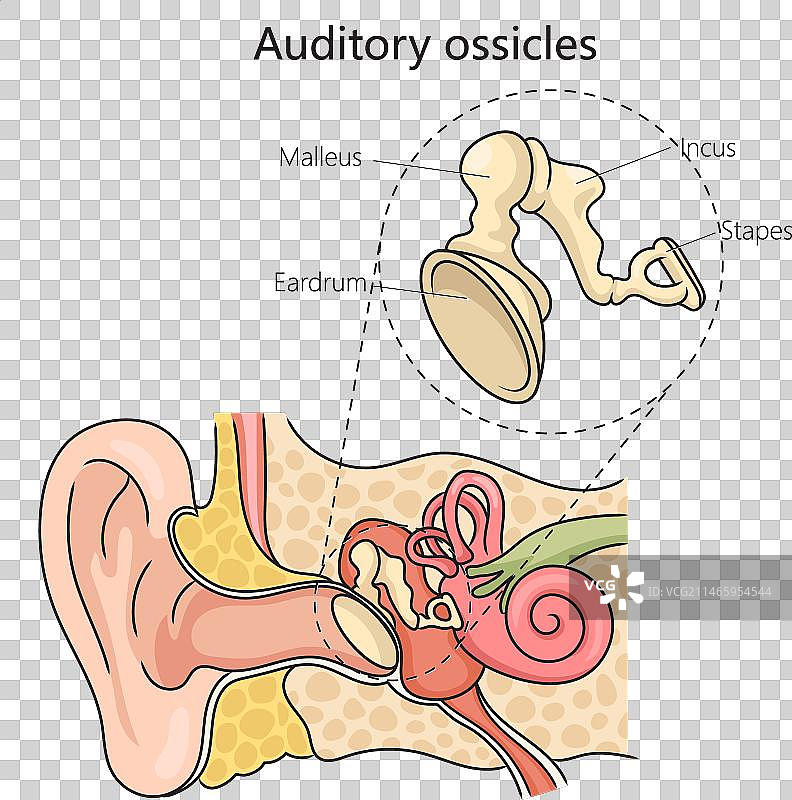听小骨结构图医学图片素材