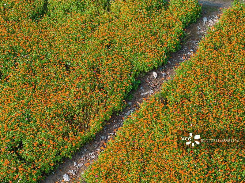 无人机花海航拍图片素材