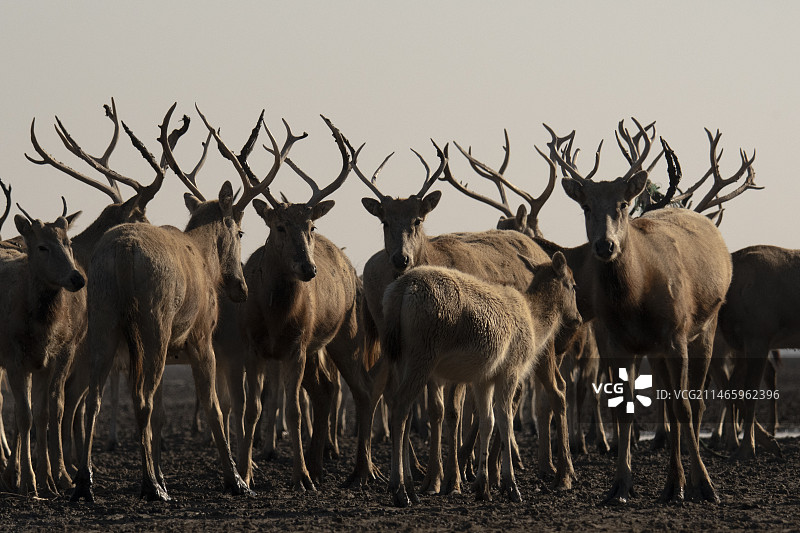大丰野鹿荡湿地野生麋鹿群像图片素材