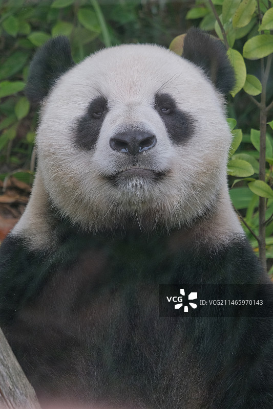 熊猫图片素材
