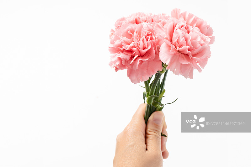 白色背景中的粉色康乃馨图片素材