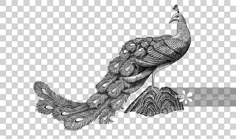国风版画孔雀山石插画图片素材