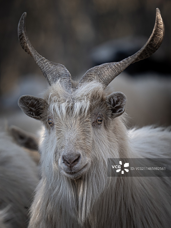 领头羊图片素材