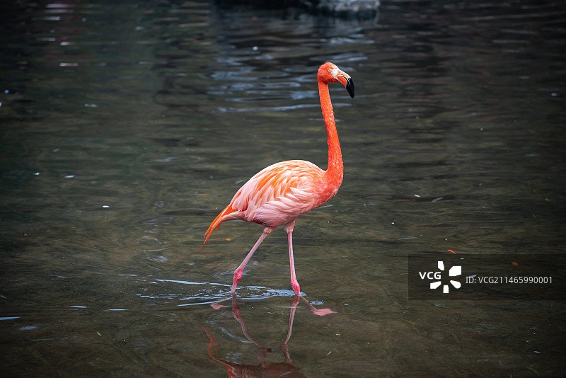 优雅的火烈鸟在水中行走图片素材