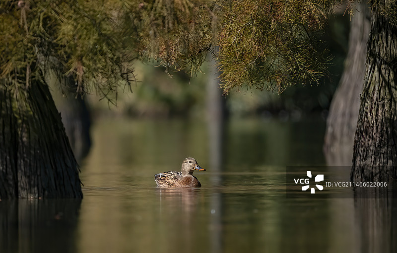 池杉湖中的斑嘴鸭图片素材