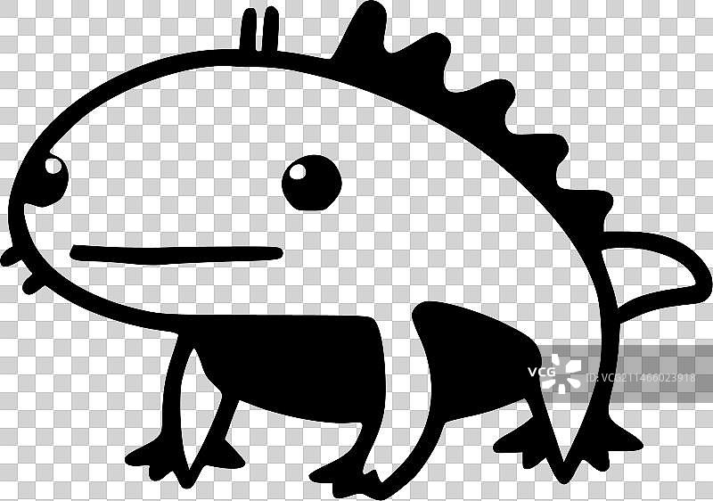 墨西哥钝口螈 - 黑白图片素材