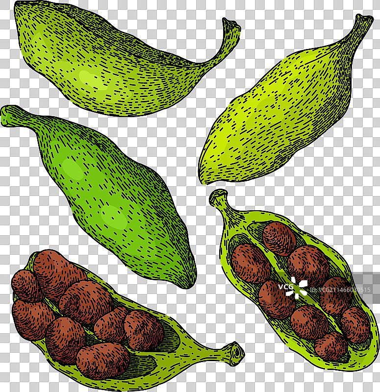 手绘豆蔻套装草图图片素材