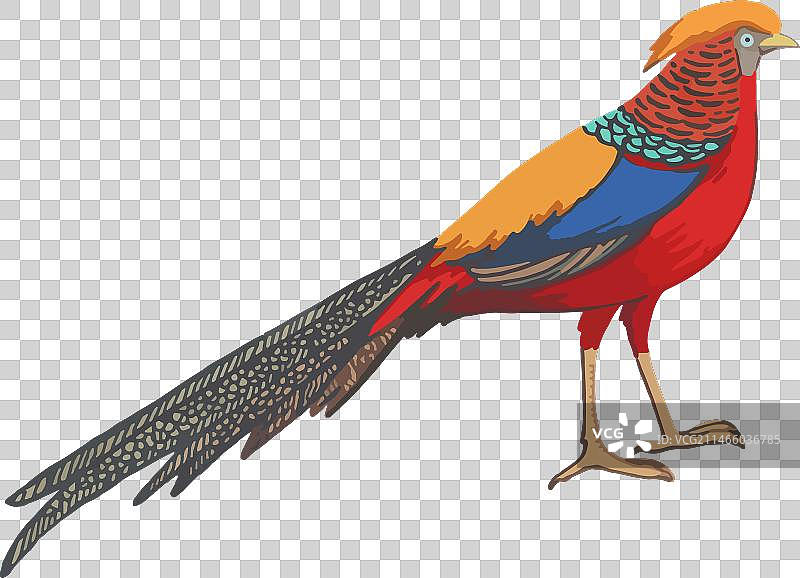 孤立的金色野鸡图片素材