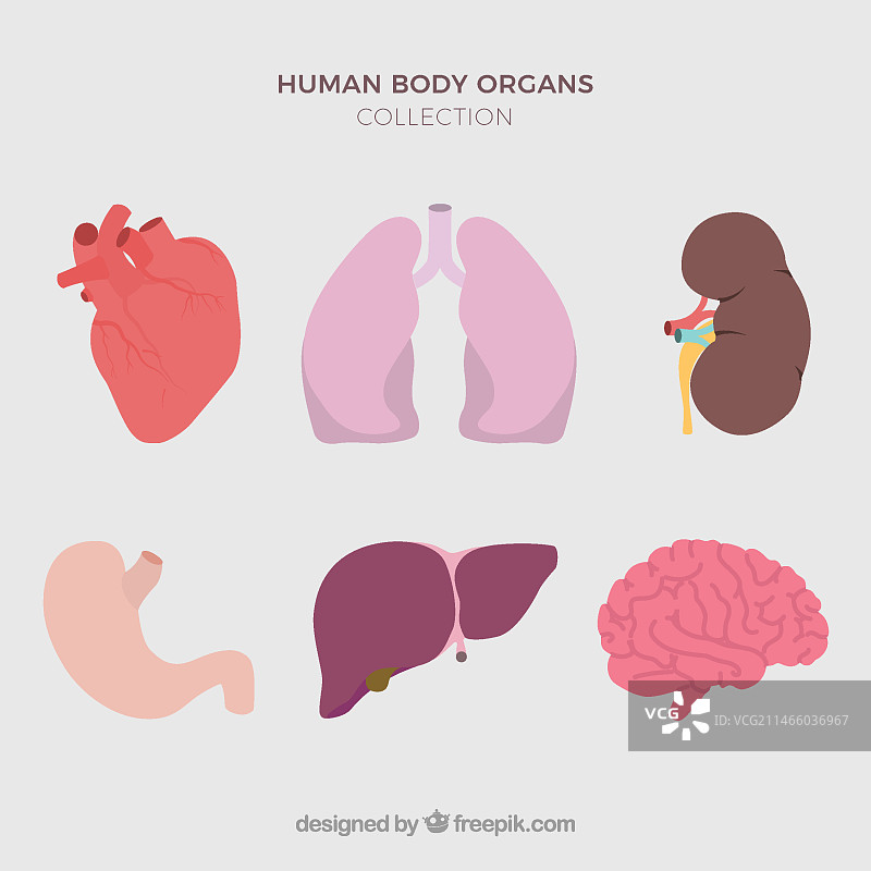 人体器官图片素材