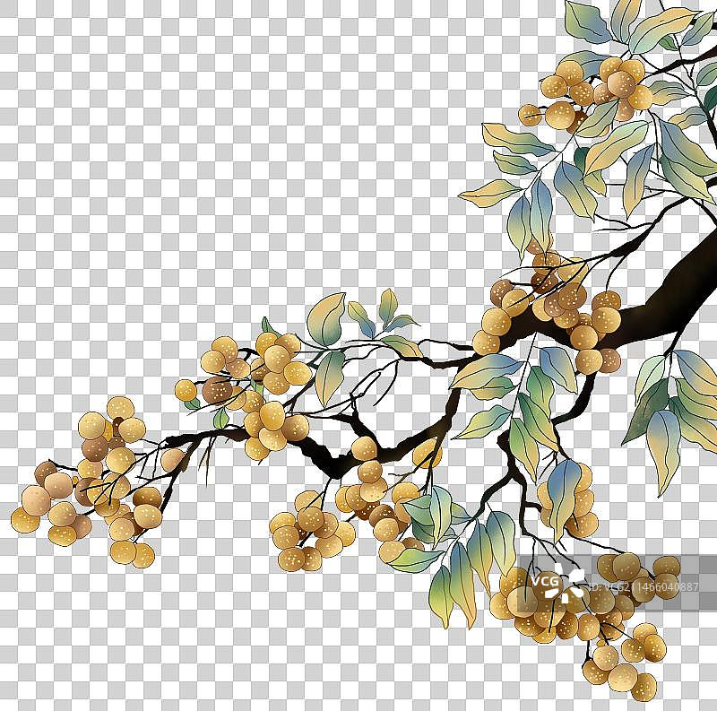一棵挂满果实的龙眼树元素图片素材