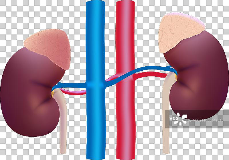 3D人体肾脏和动脉模型图片素材