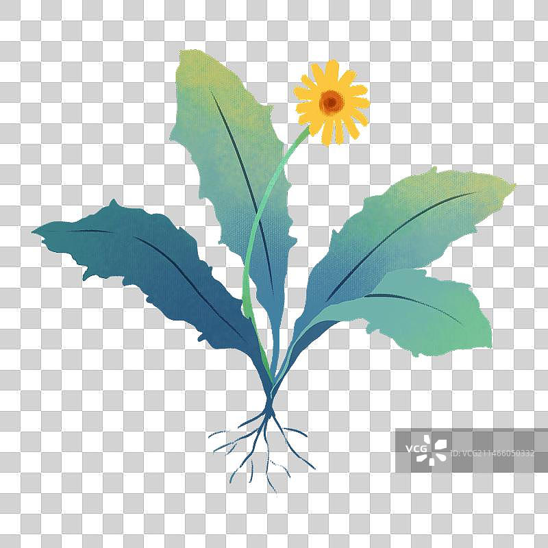 一棵长花的蒲公英图片素材