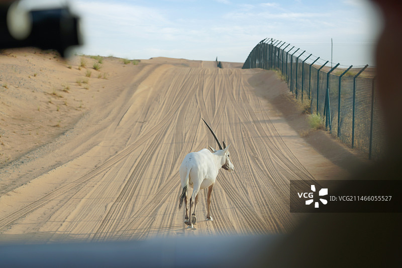 阿拉伯剑羚图片素材