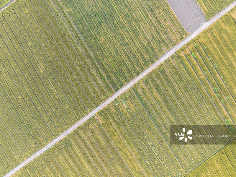 航拍乡村大片农田上种植的农作物图片素材