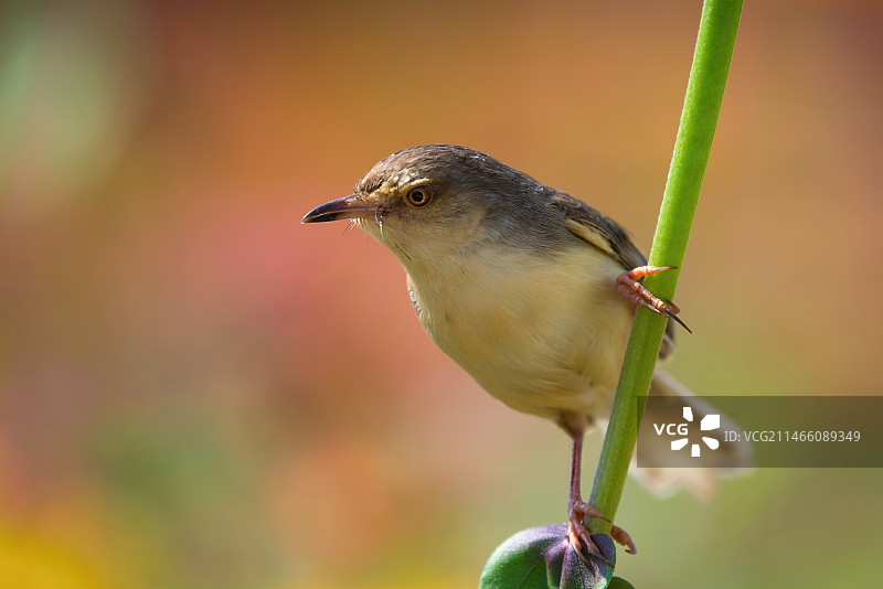 机警的鹪莺图片素材