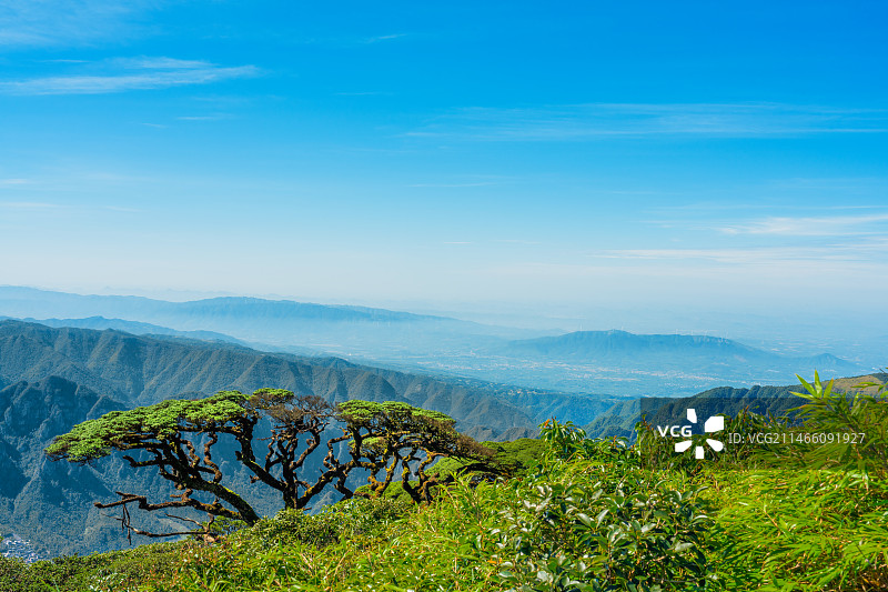 广西金秀圣堂山迎宾古树与云海风光图片素材