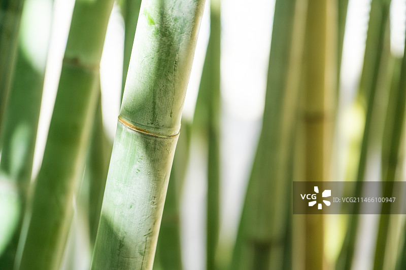 阳光洒在竹林上图片素材