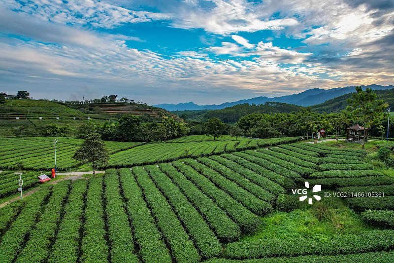 航拍广西大明山万古茶园图片素材
