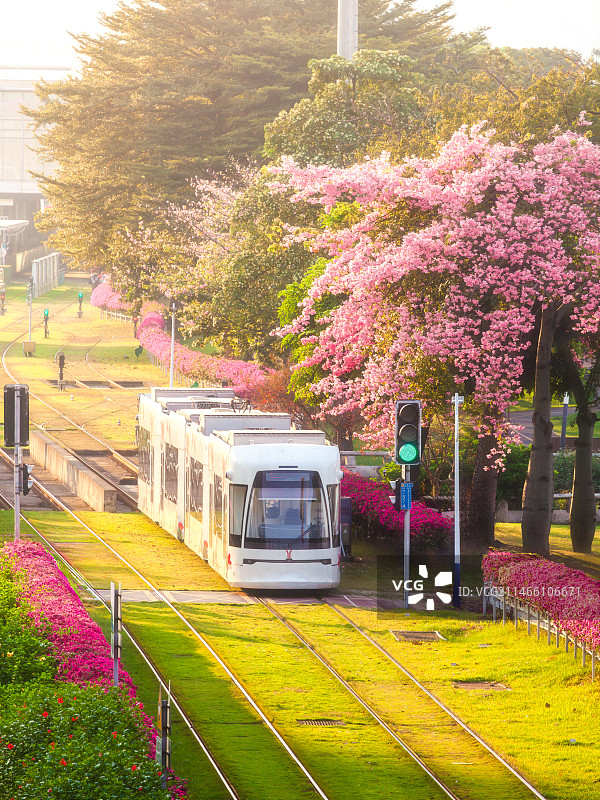 异木棉花海下的广州有轨电车图片素材