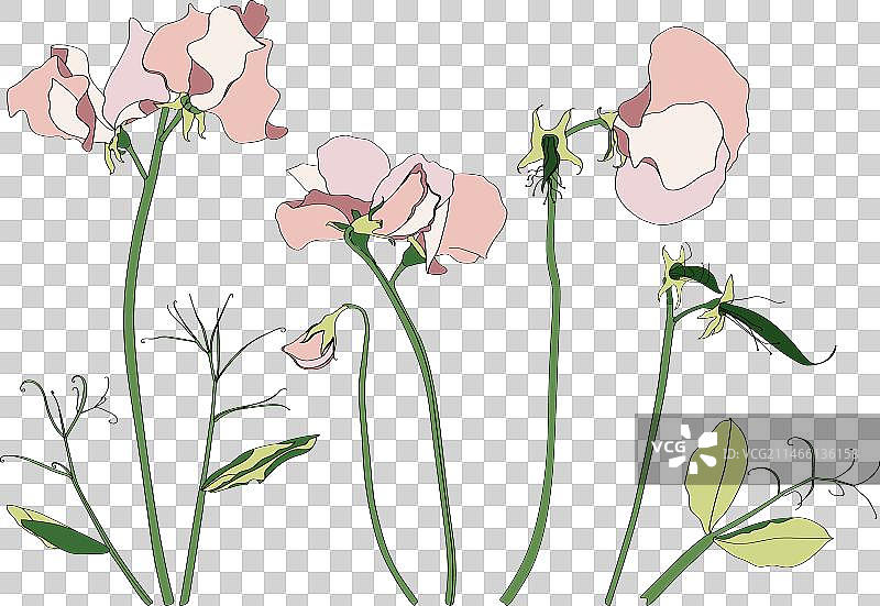 粉色盛开香豌豆线条艺术图片素材