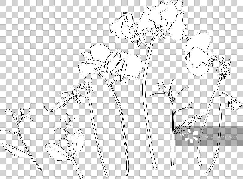 盛开的红色香豌豆线条艺术大合集图片素材