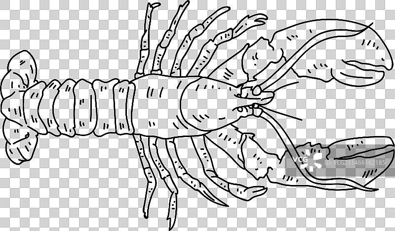 龙虾尾触角爪笔画图片素材